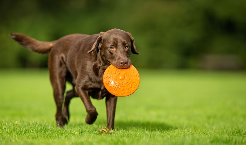 The Ultimate Puppy Feeding Guide: Best Practices for All Dog Breeds