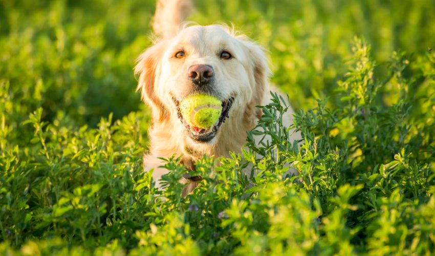 The Ultimate Guide to the Best Brushes for Bearded Collie Grooming: Top Picks and Tips for Keeping Your Pup’s Coat Looking Great